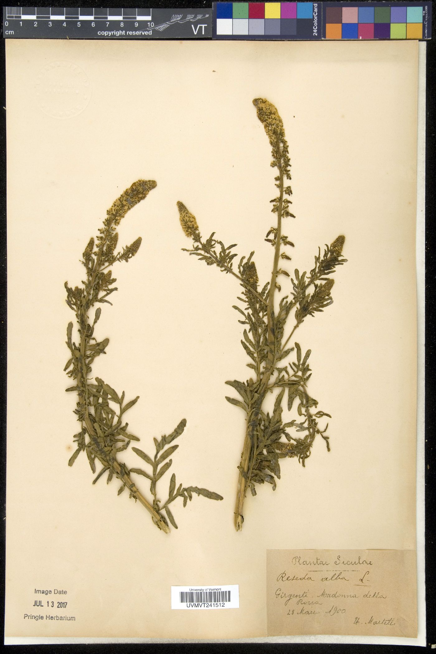 Reseda alba image