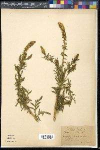 Reseda alba image