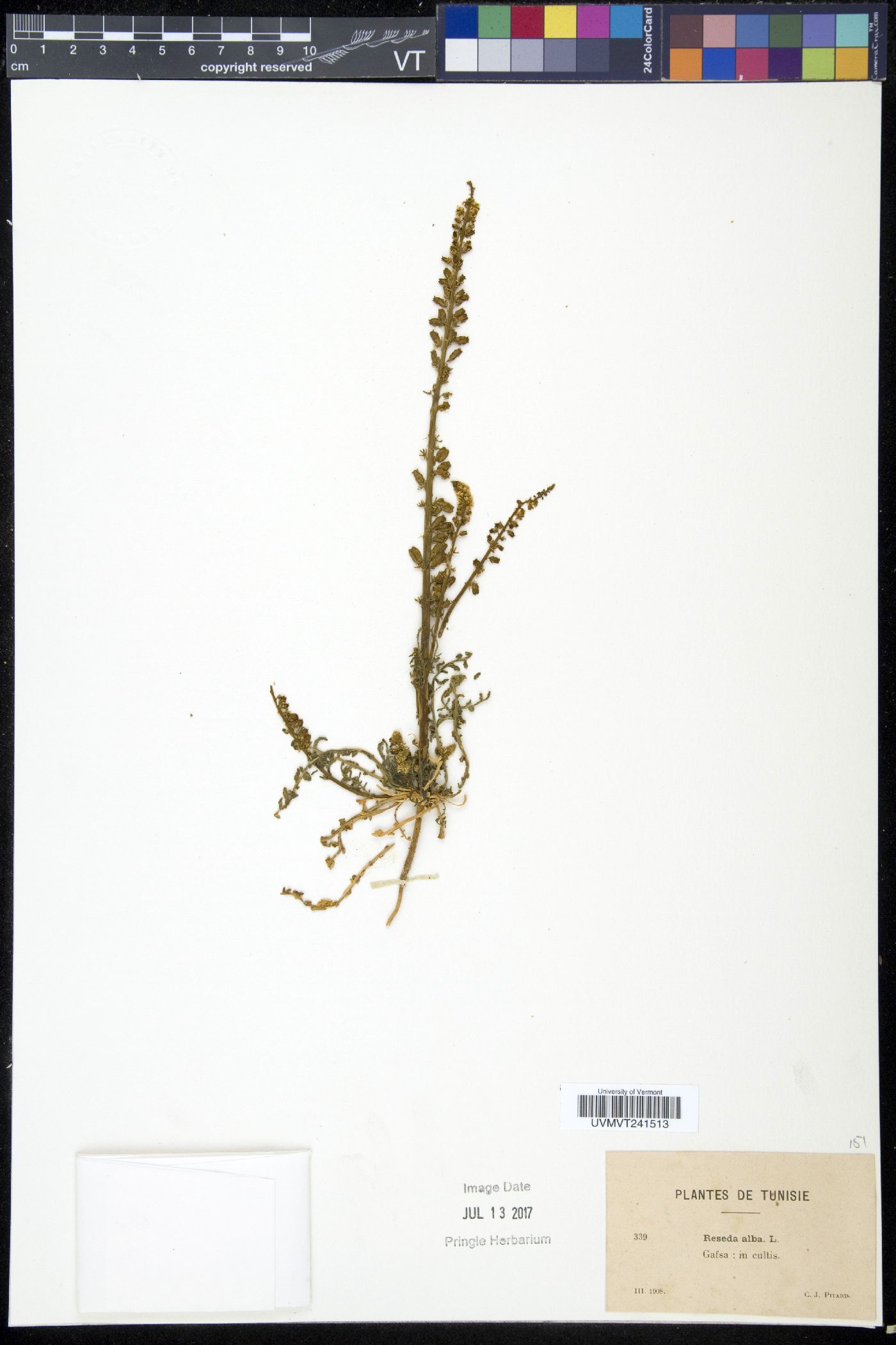 Reseda alba image