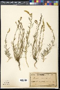 Reseda glauca image