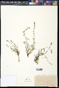 Reseda glauca image