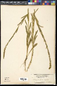 Reseda luteola image