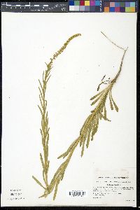 Reseda luteola image