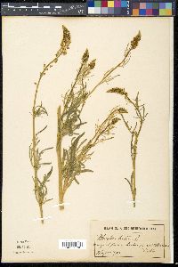 Reseda lutea image
