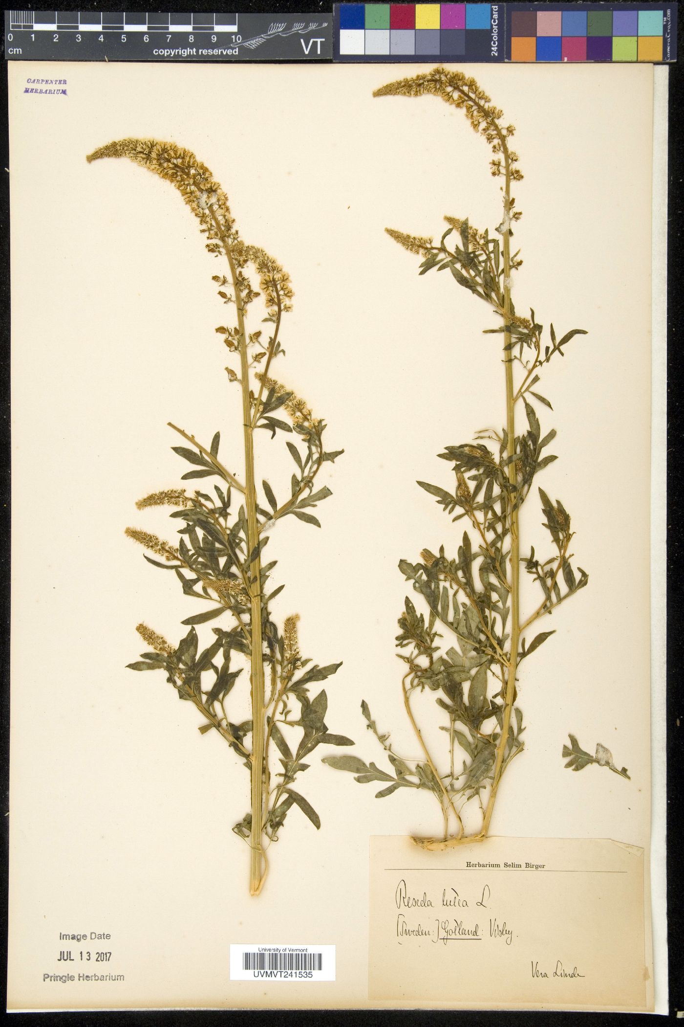 Reseda lutea image