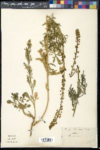 Reseda lutea image