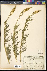 Reseda lutea image