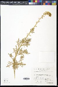 Reseda lutea image