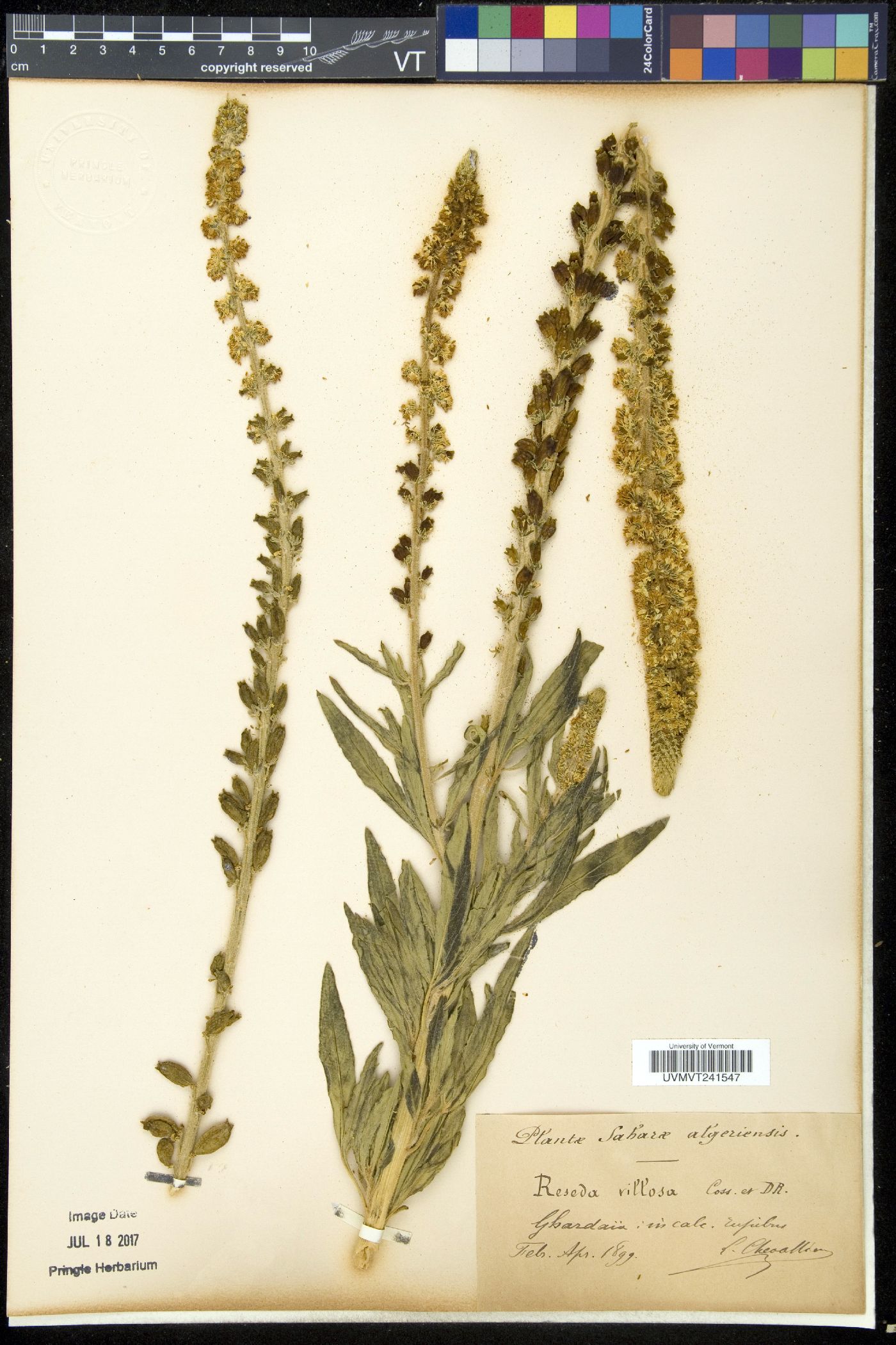 Reseda villosa image