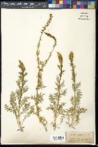 Reseda suffruticosa image