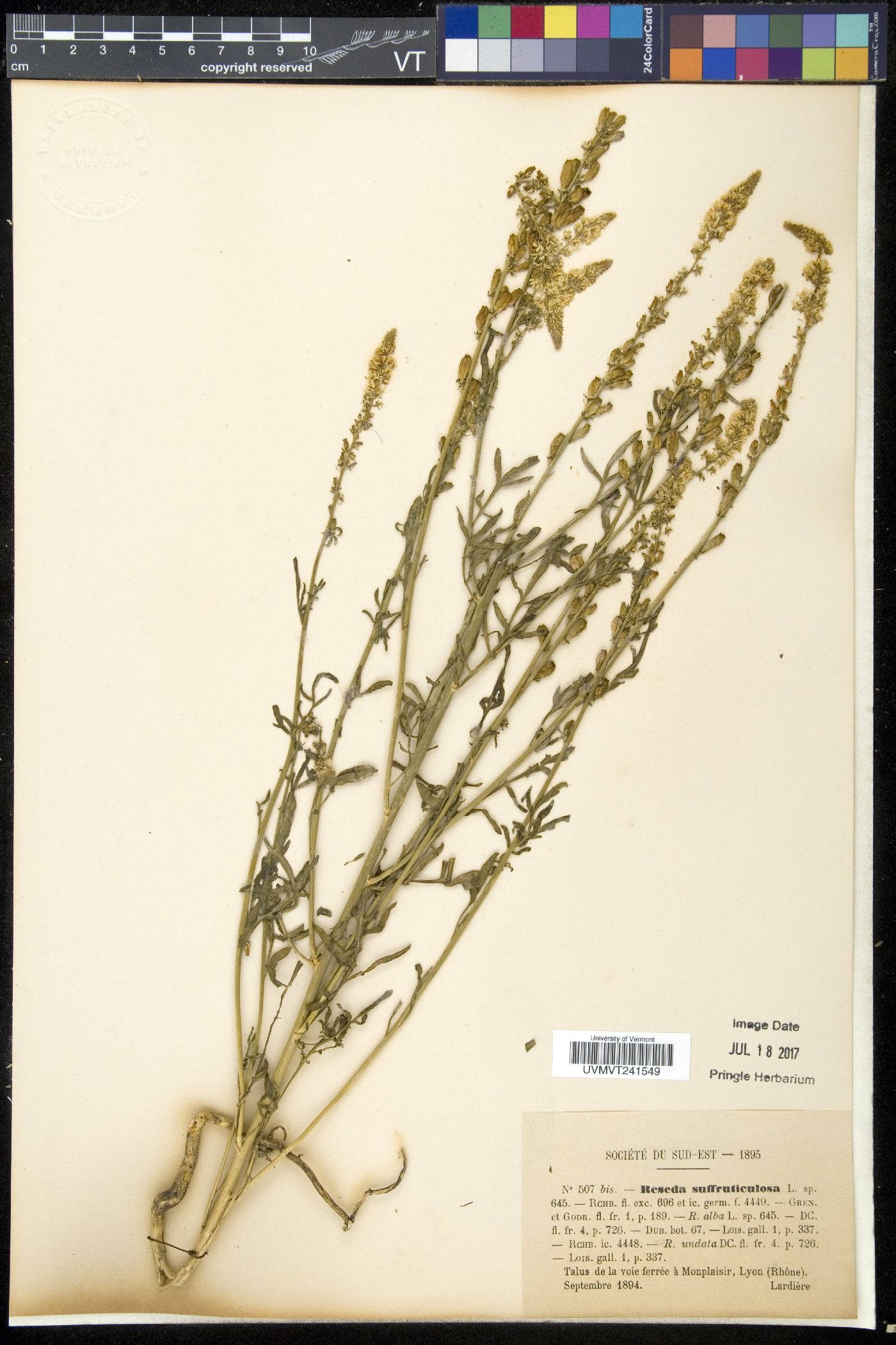 Reseda suffruticosa image