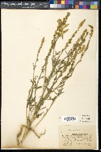 Media resource of Reseda suffruticosa
