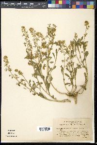 Reseda phyteuma image