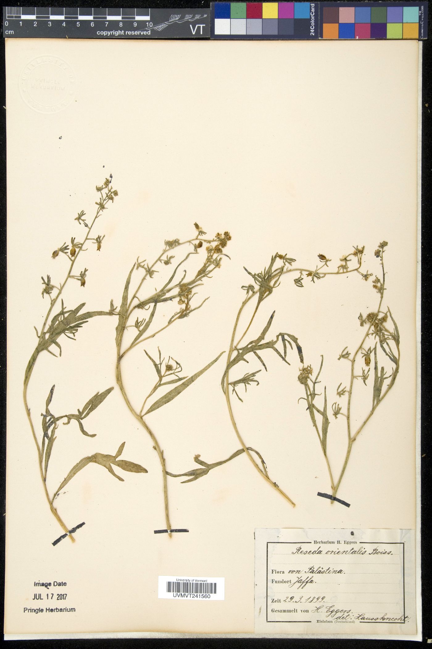 Reseda orientalis image