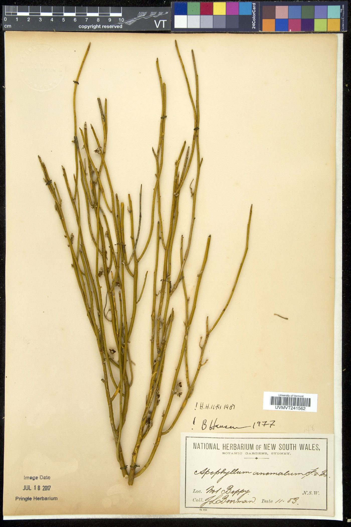 Apophyllum image
