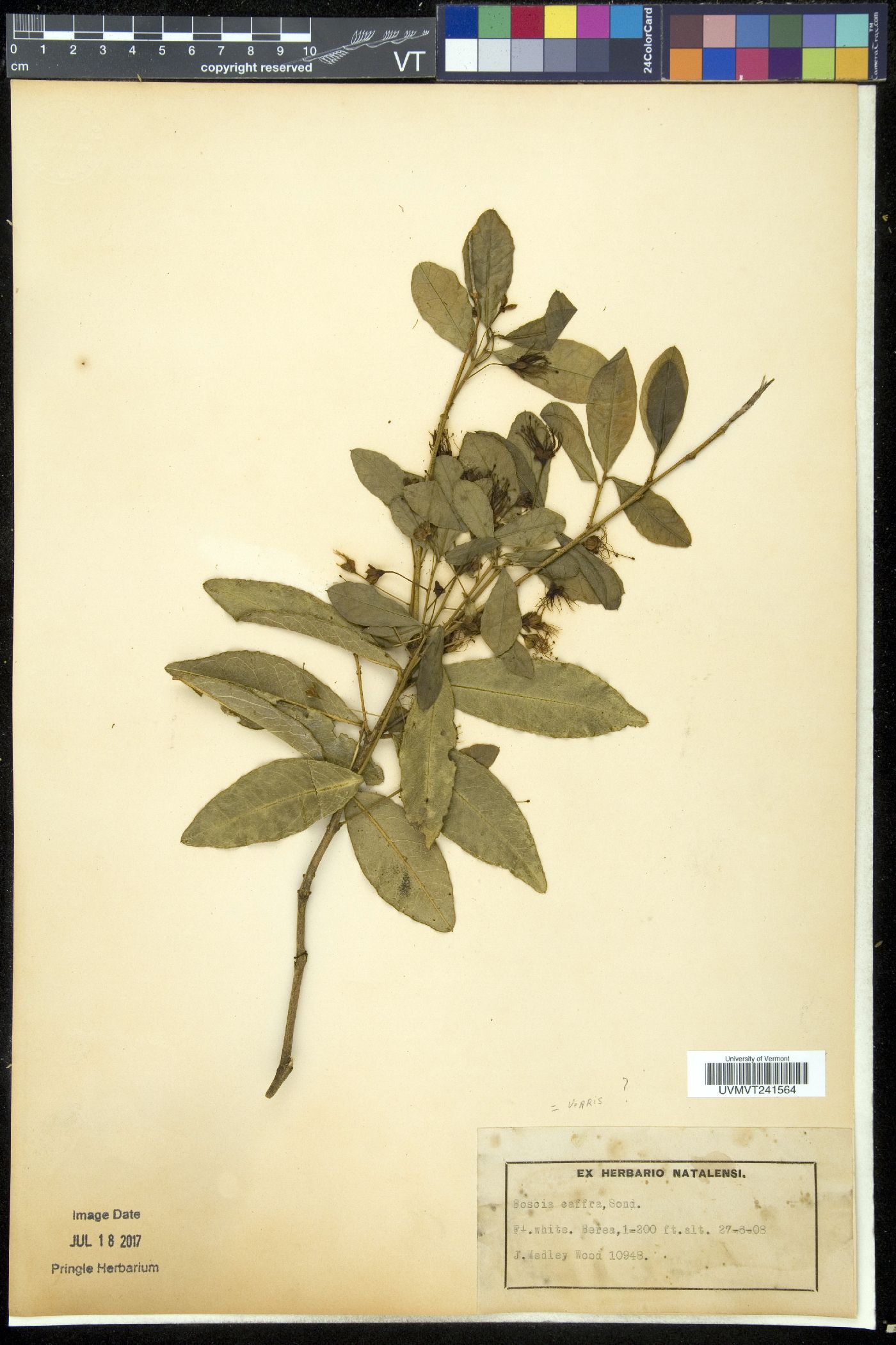 Boscia image