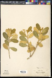 Quadrella domingensis image