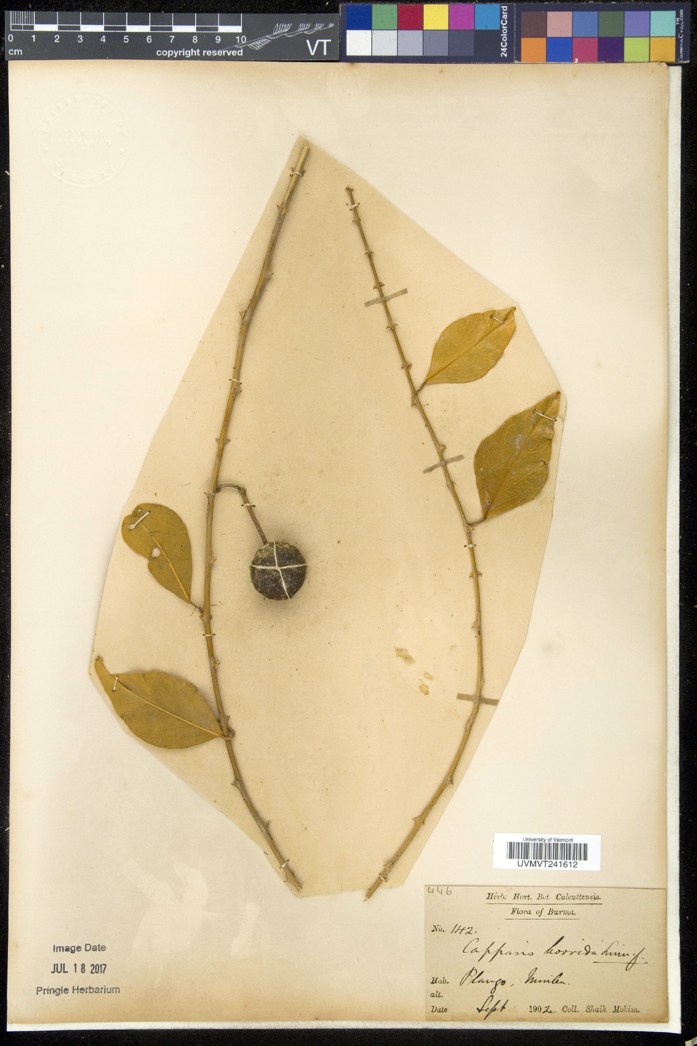 Capparis horrida image
