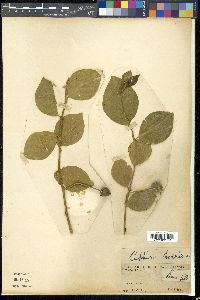 Capparis horrida image