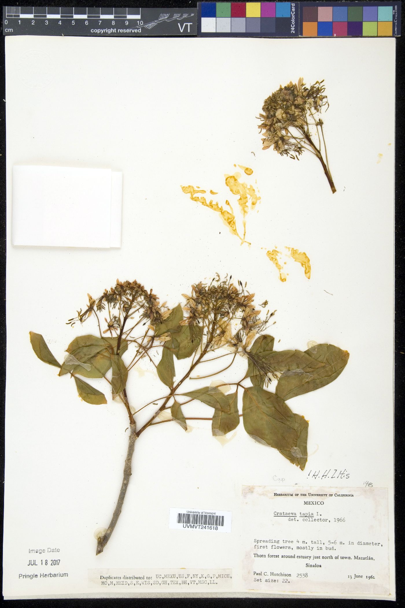 Crataeva image