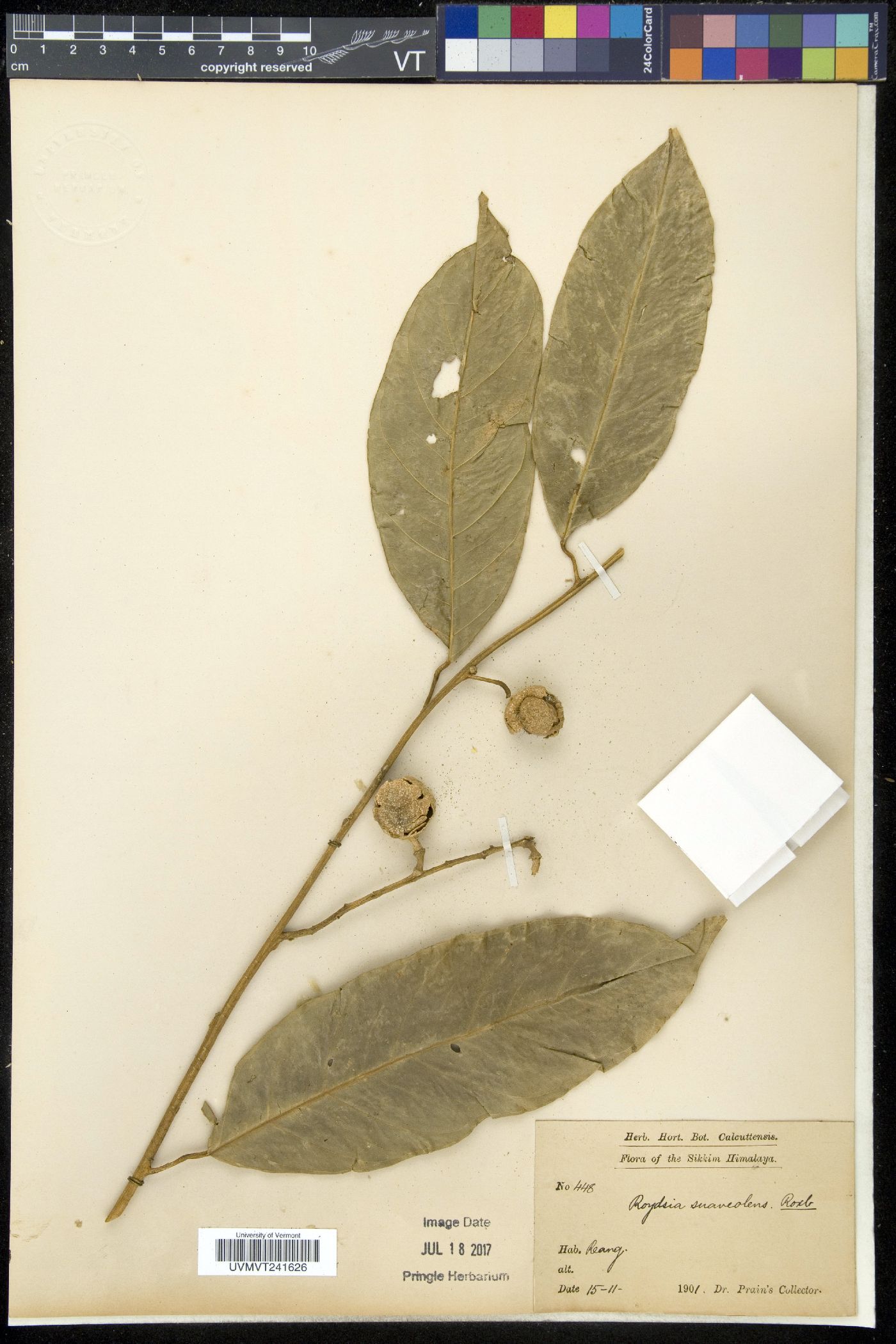 Roydsia image