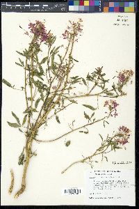 Cleoserrata serrata image
