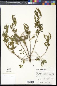 Polanisia dodecandra image