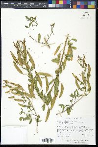 Polanisia dodecandra image