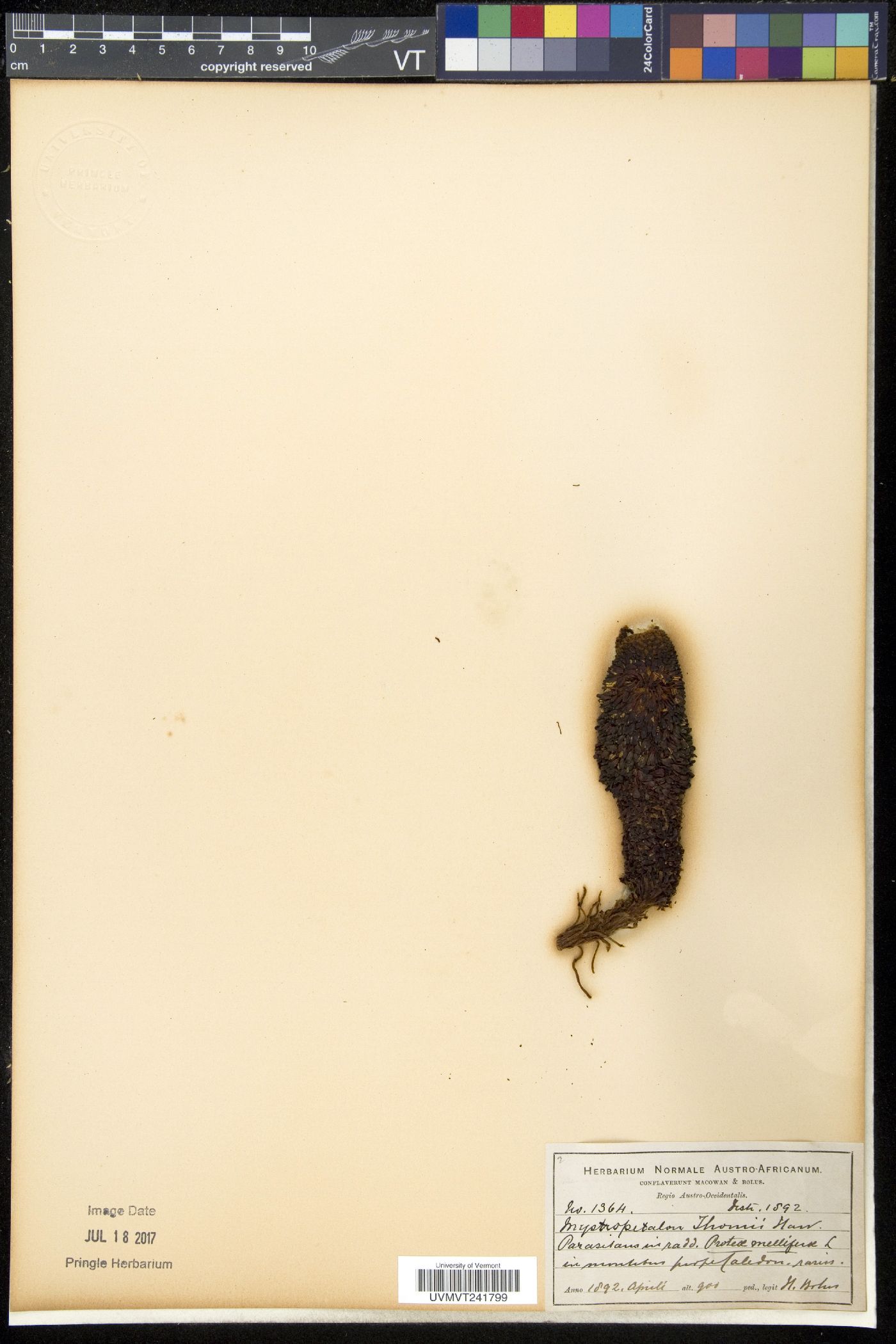 Balanophoraceae image