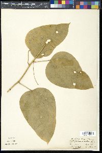 Erythropalum scandens image