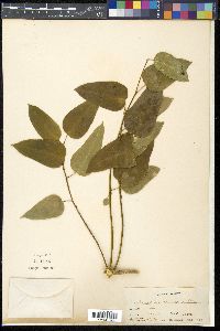 Erythropalum scandens image