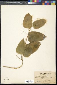 Erythropalum scandens image