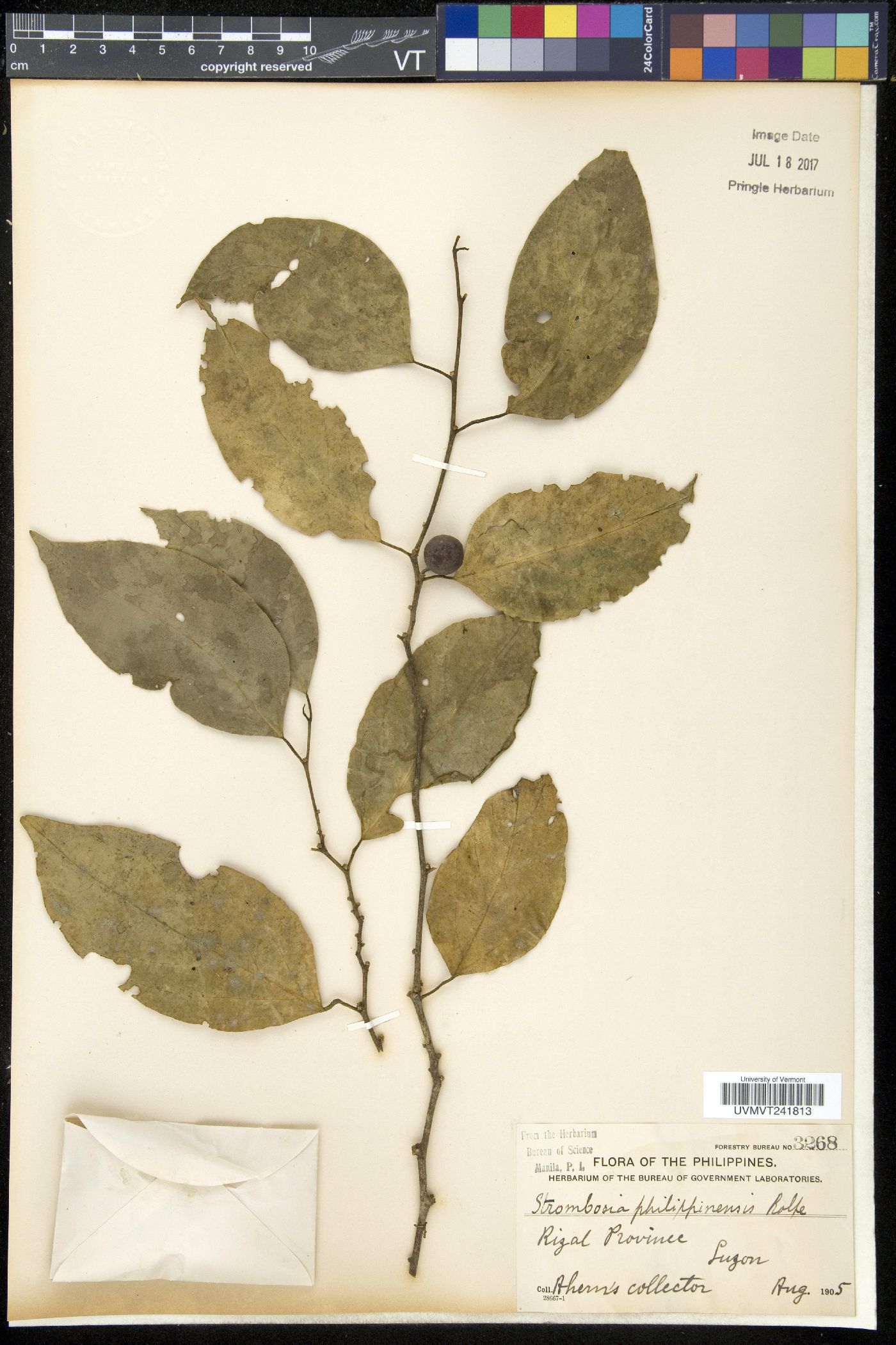 Strombosia philippinensis image