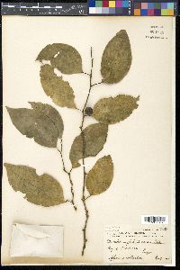 Strombosia philippinensis image