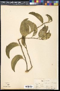 Strombosia philippinensis image