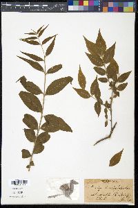 Buckleya distichophylla image