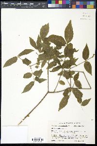 Buckleya distichophylla image