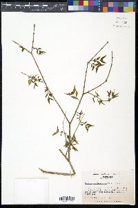 Buckleya distichophylla image