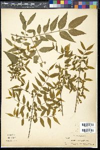 Buckleya distichophylla image