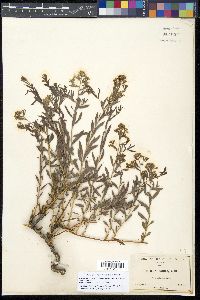 Comandra umbellata subsp. californica image