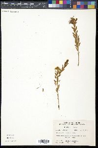 Comandra richardsiana image