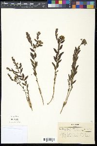 Comandra richardsiana image