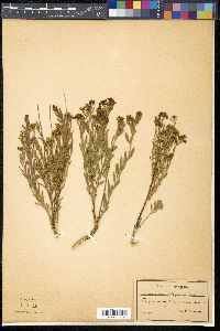 Comandra umbellata subsp. elegans image