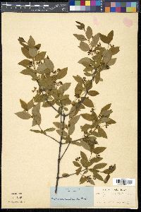 Nestronia umbellula image