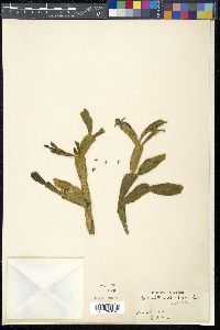 Dendrophthora opuntioides image