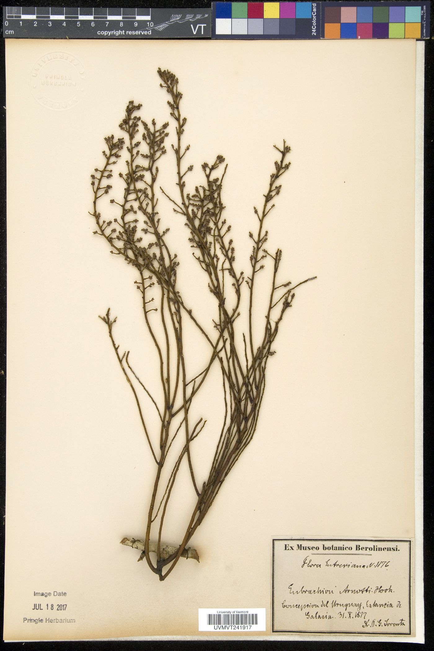 Eubrachion image