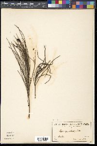 Exocarpos strictus image