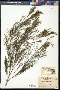 Exocarpos cupressiformis image