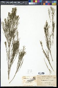 Exocarpos cupressiformis image