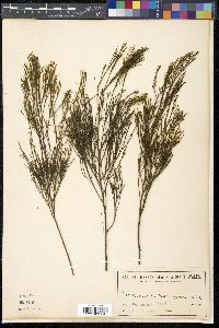Exocarpos cupressiformis image